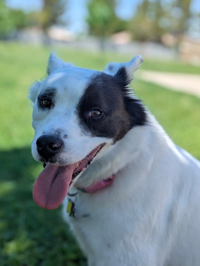 Desert Oasis Pet Retreat - Chandler, AZ