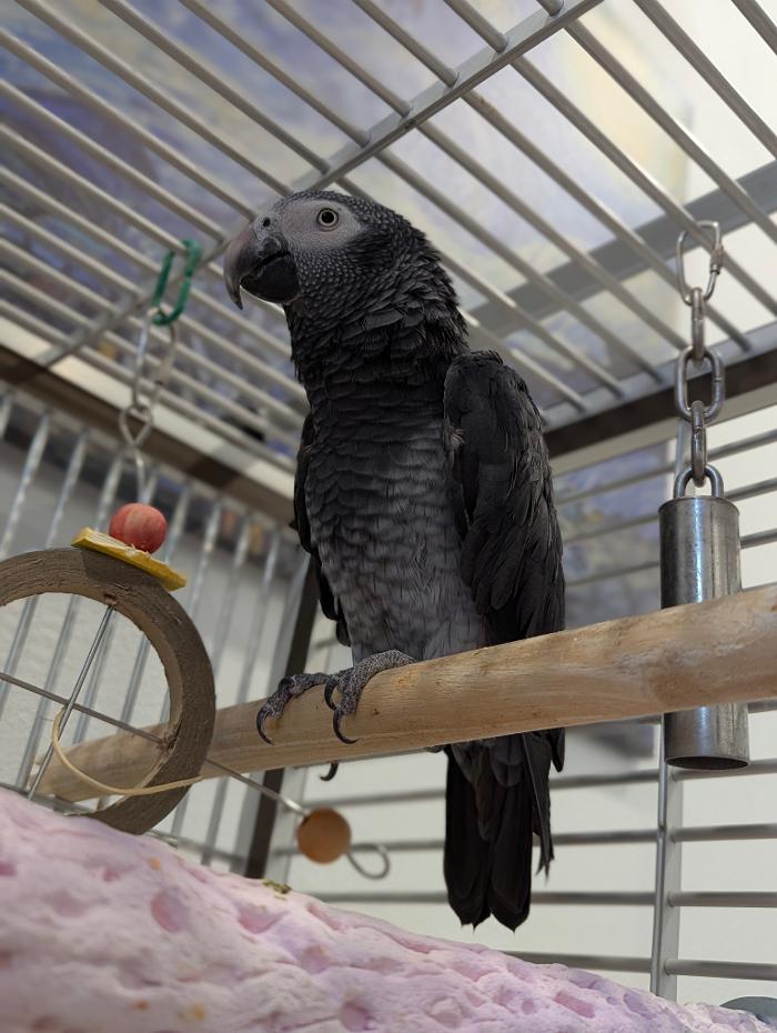 Desert Oasis Pet Retreat - Chandler, AZ