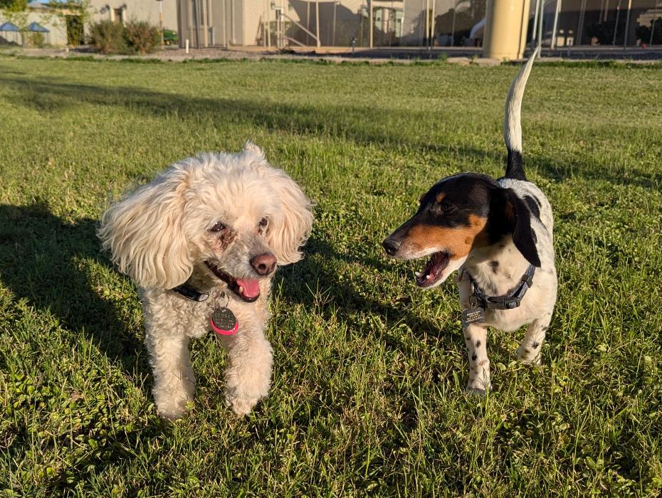 Desert Oasis Pet Retreat - Chandler, AZ
