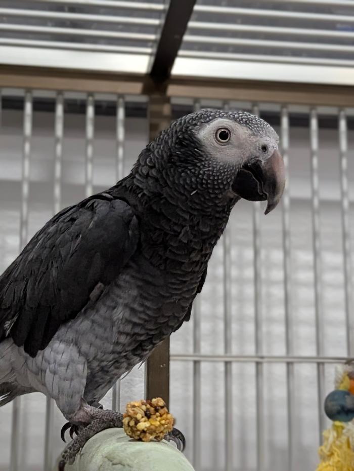 Desert Oasis Pet Retreat - Chandler, AZ