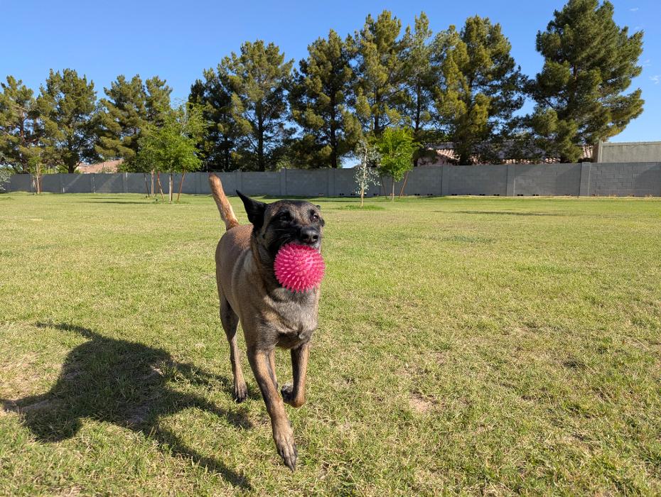 Desert Oasis Pet Retreat - Chandler, AZ