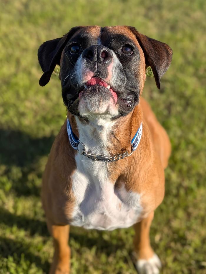Desert Oasis Pet Retreat - Chandler, AZ