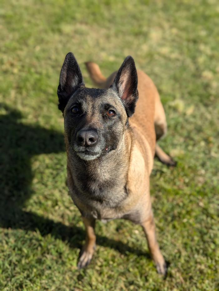 Desert Oasis Pet Retreat - Chandler, AZ