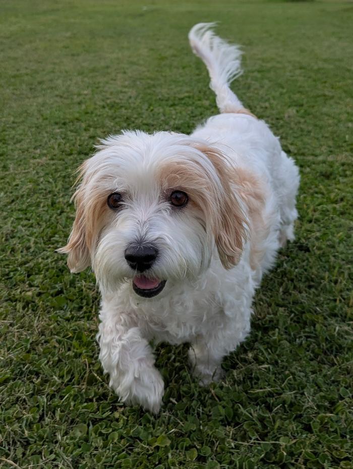 Desert Oasis Pet Retreat - Chandler, AZ