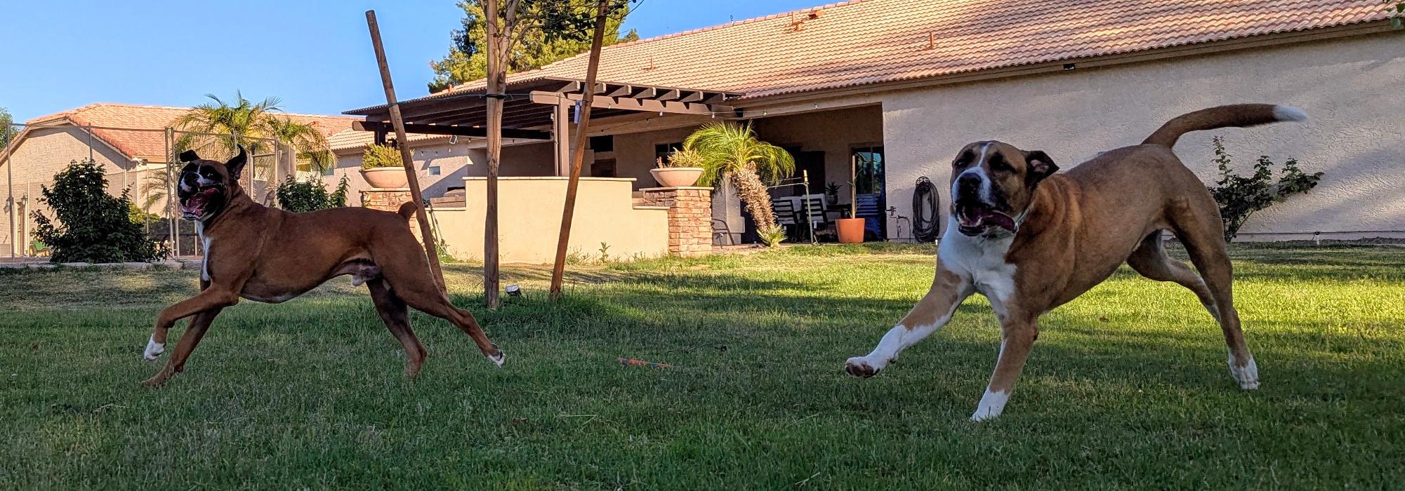 Desert Oasis Pet Retreat - Chandler, AZ