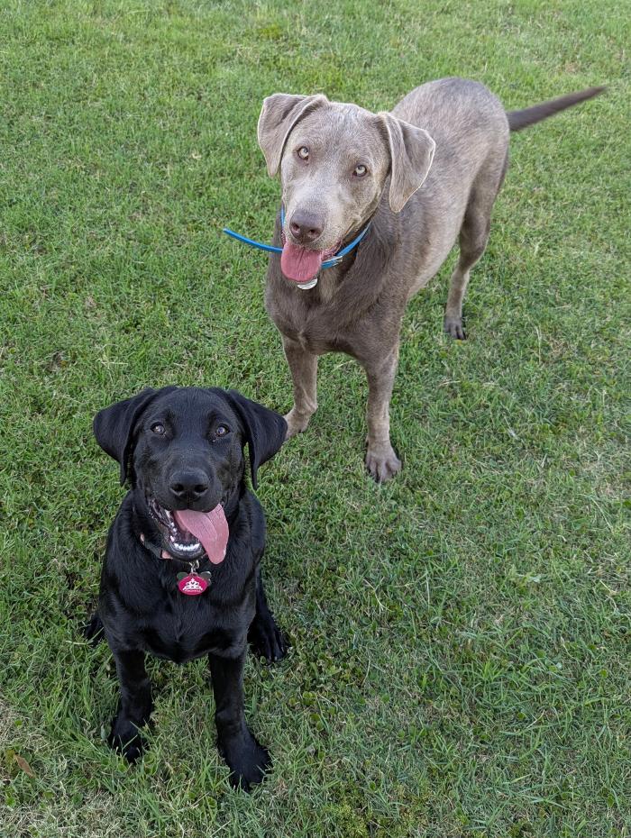 Desert Oasis Pet Retreat - Chandler, AZ