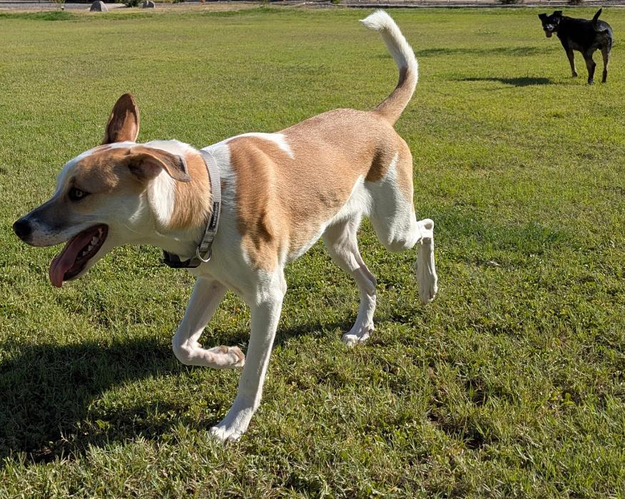 Desert Oasis Pet Retreat - Chandler, AZ