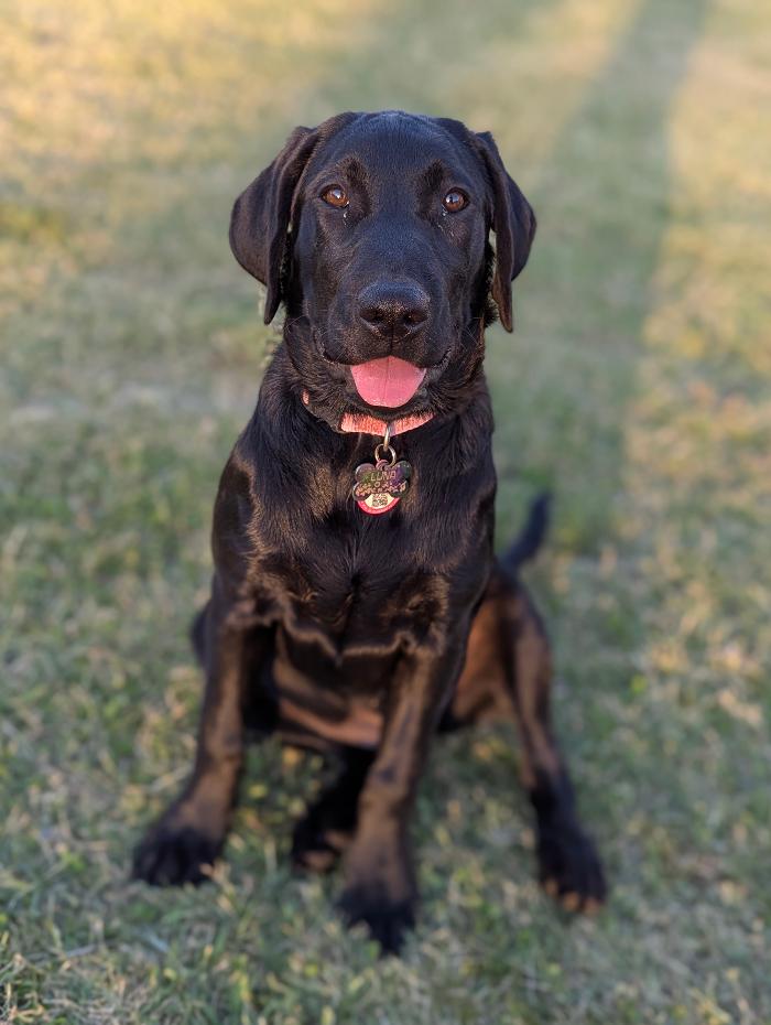 Desert Oasis Pet Retreat - Chandler, AZ