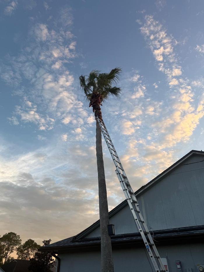 Amerigrown Tree and Lawn Image