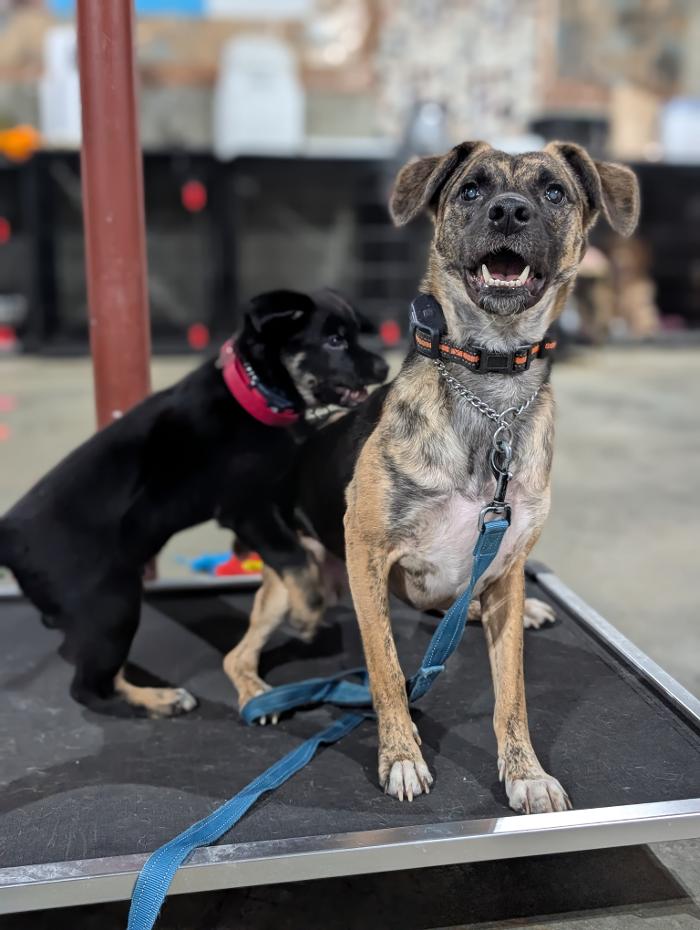 WMK9-Well Mannered K9 LLC Image