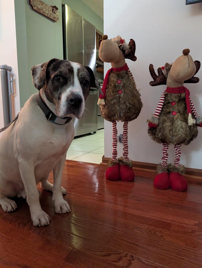 WMK9-Well Mannered K9 LLC Image