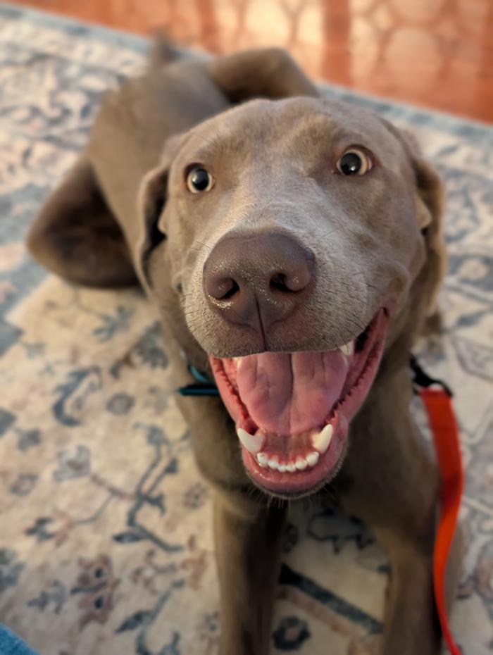 WMK9-Well Mannered K9 LLC Image