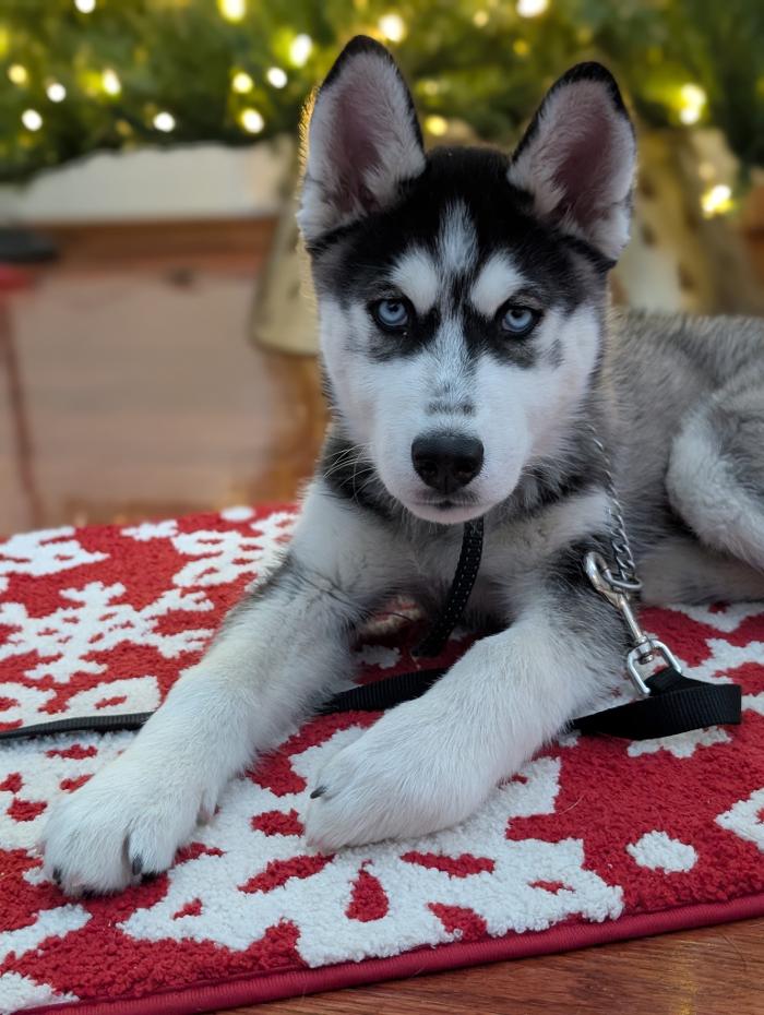 WMK9-Well Mannered K9 LLC Image