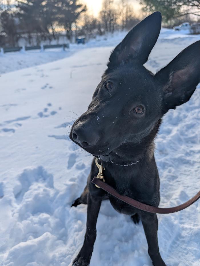 WMK9-Well Mannered K9 LLC Image