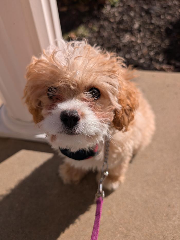 WMK9-Well Mannered K9 LLC Image