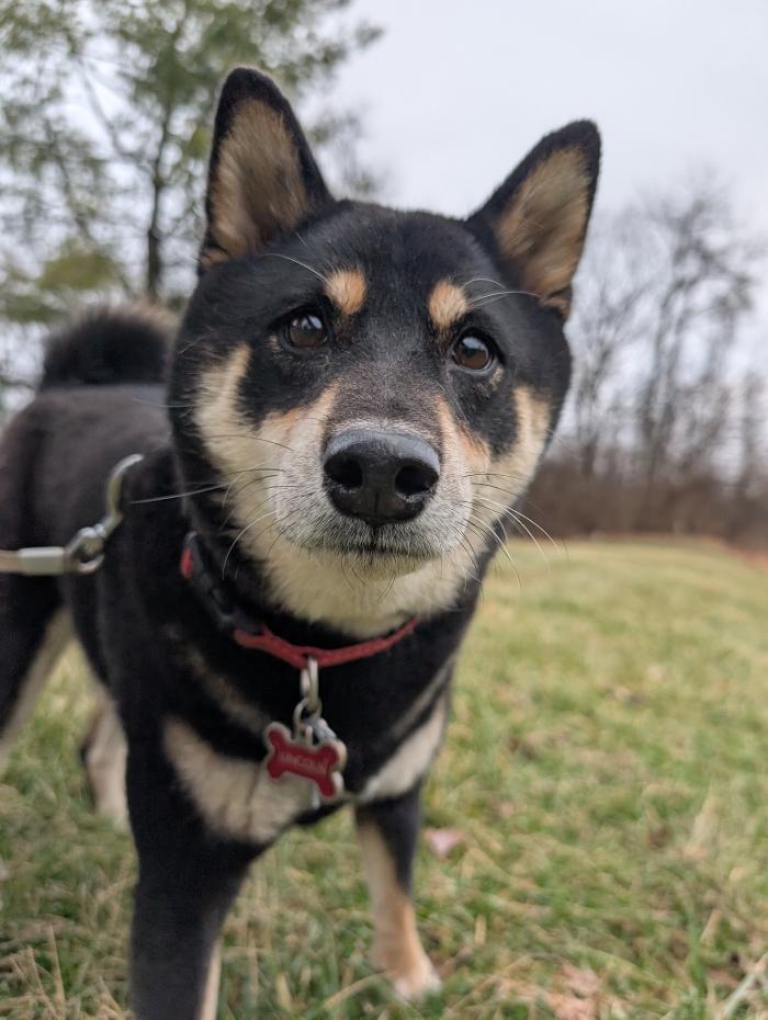 WMK9-Well Mannered K9 LLC Image