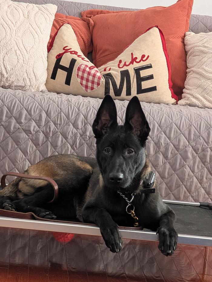 WMK9-Well Mannered K9 LLC Image