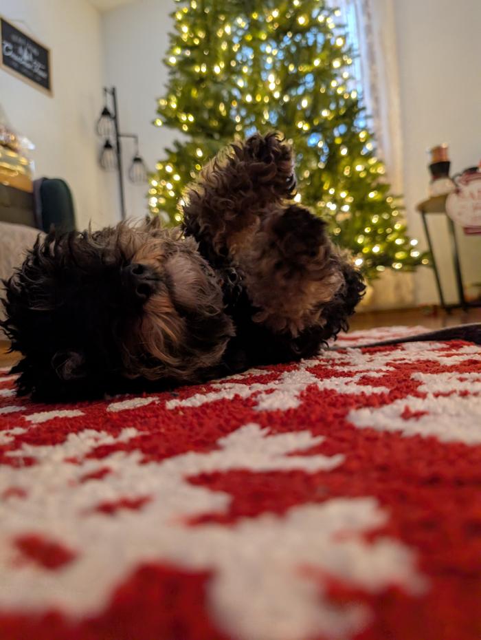 WMK9-Well Mannered K9 LLC Image