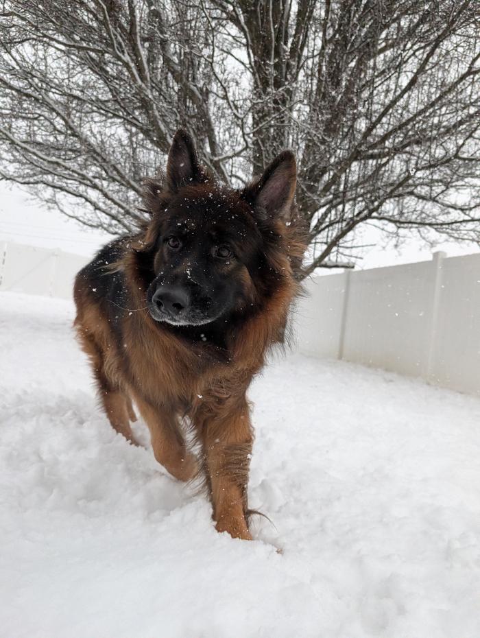 WMK9-Well Mannered K9 LLC Image