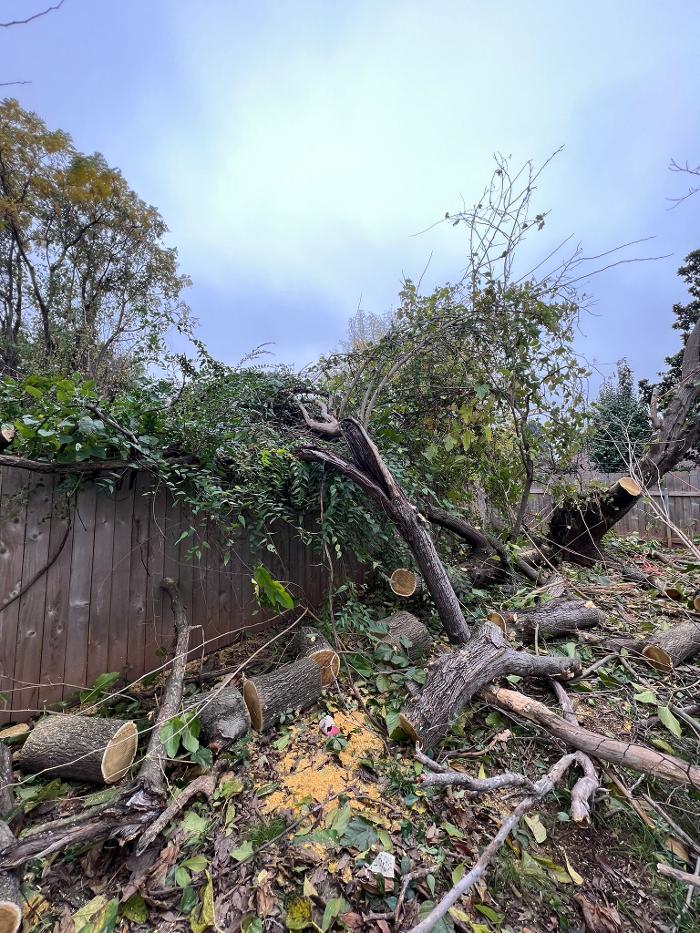 Texas Tree Masters - Katy, TX