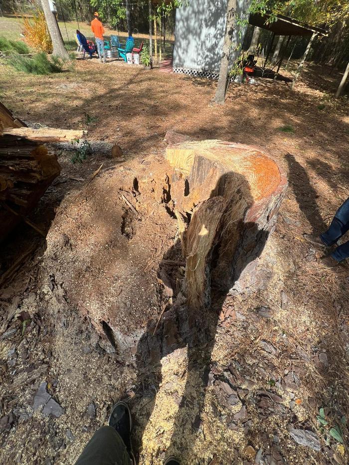 Texas Tree Masters - Katy, TX