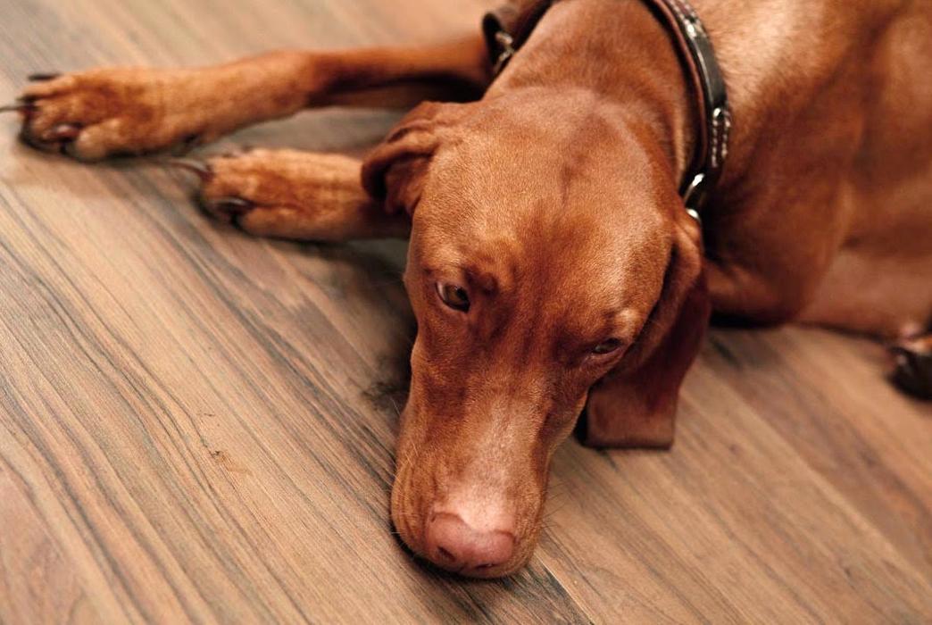 LaminatDEPOT Essen, Schederhofstraße in Essen