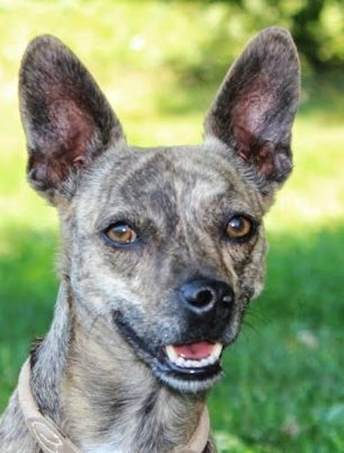 Hundeschule Amperland Ihre mobile Hundeschule bei FFB in Kottgeisering