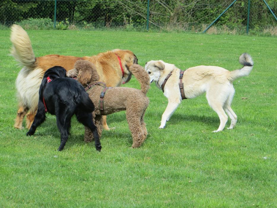 Hundeschule Amperland Ihre mobile Hundeschule bei FFB, Keckweg in Kottgeisering