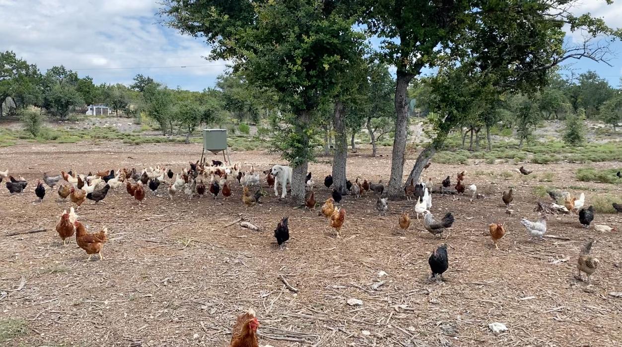 Home Grown Farm and Ranch - Dripping Springs, TX