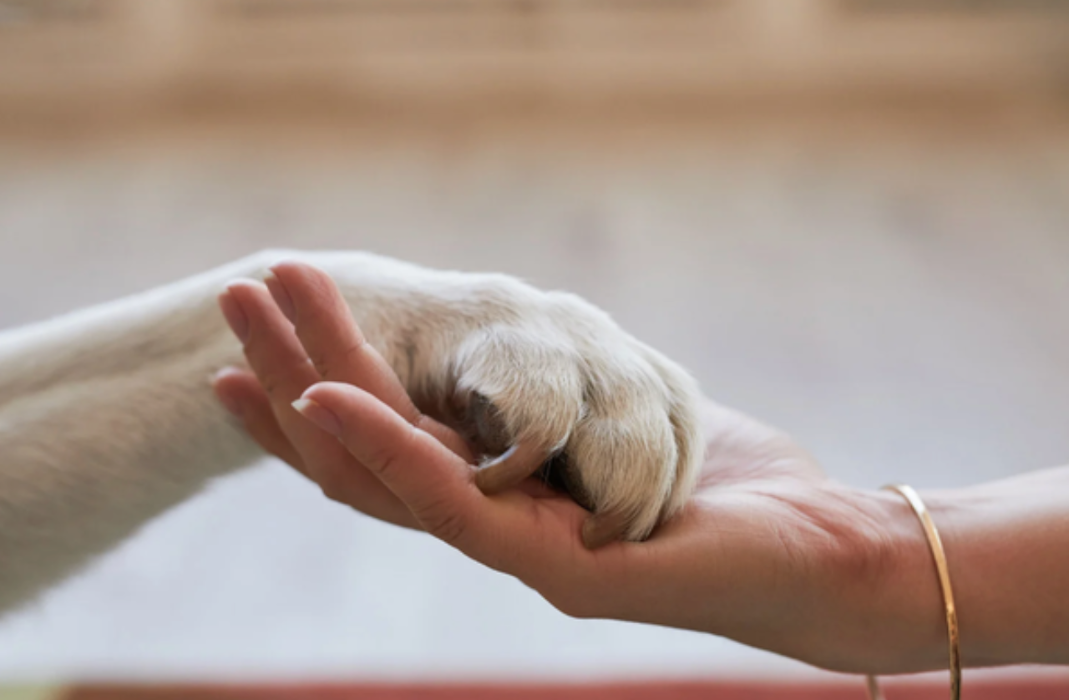 Home Grown Farm and Ranch - Dripping Springs, TX
