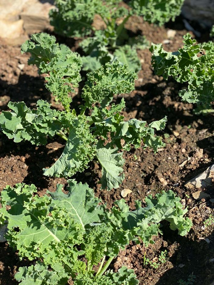 Home Grown Farm and Ranch - Dripping Springs, TX