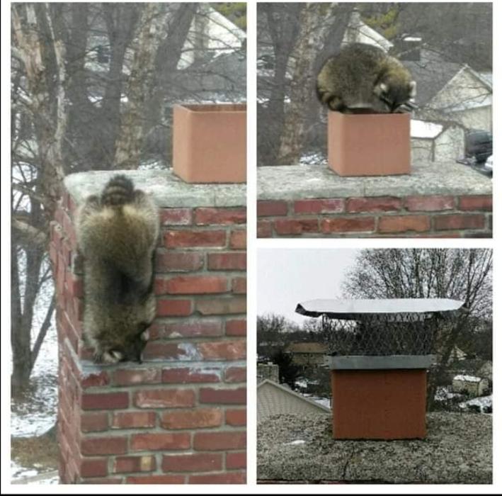 Critter Control of Athens - Athens, GA