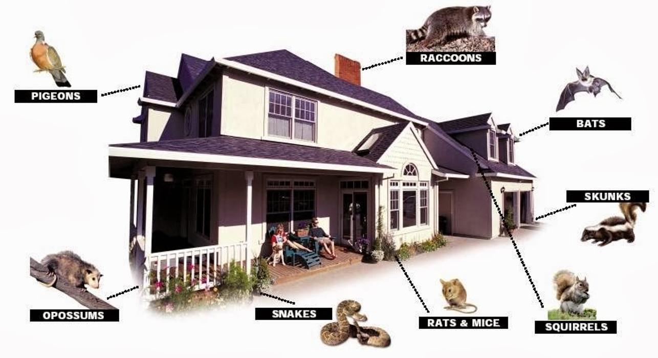 Critter Control - Willow Grove, PA