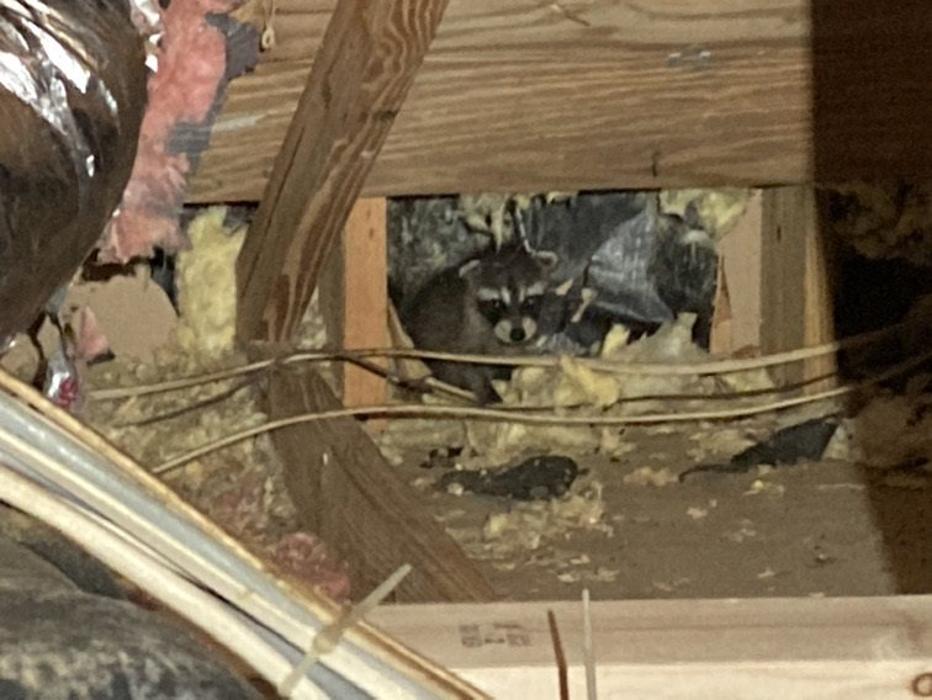 Critter Control - Willow Grove, PA