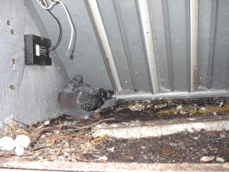 Critter Control
