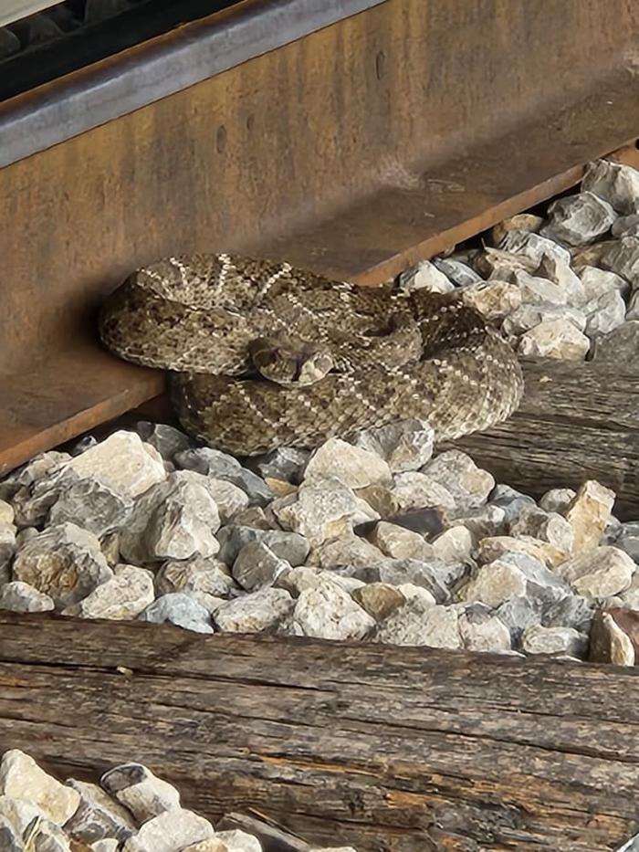 Critter Control