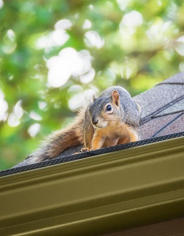 Critter Control - Baltic, CT