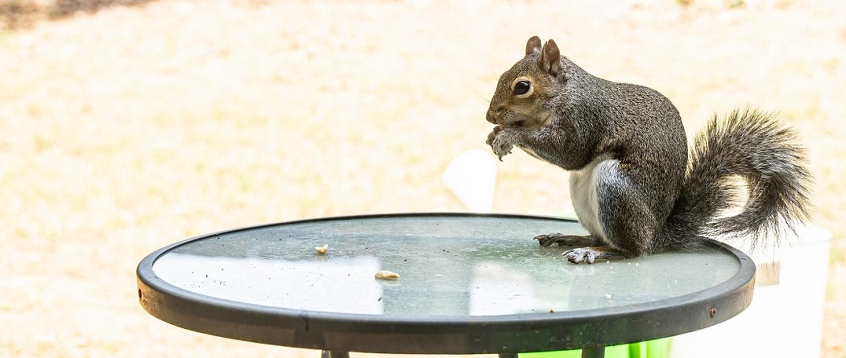 Critter Control - Baltic, CT