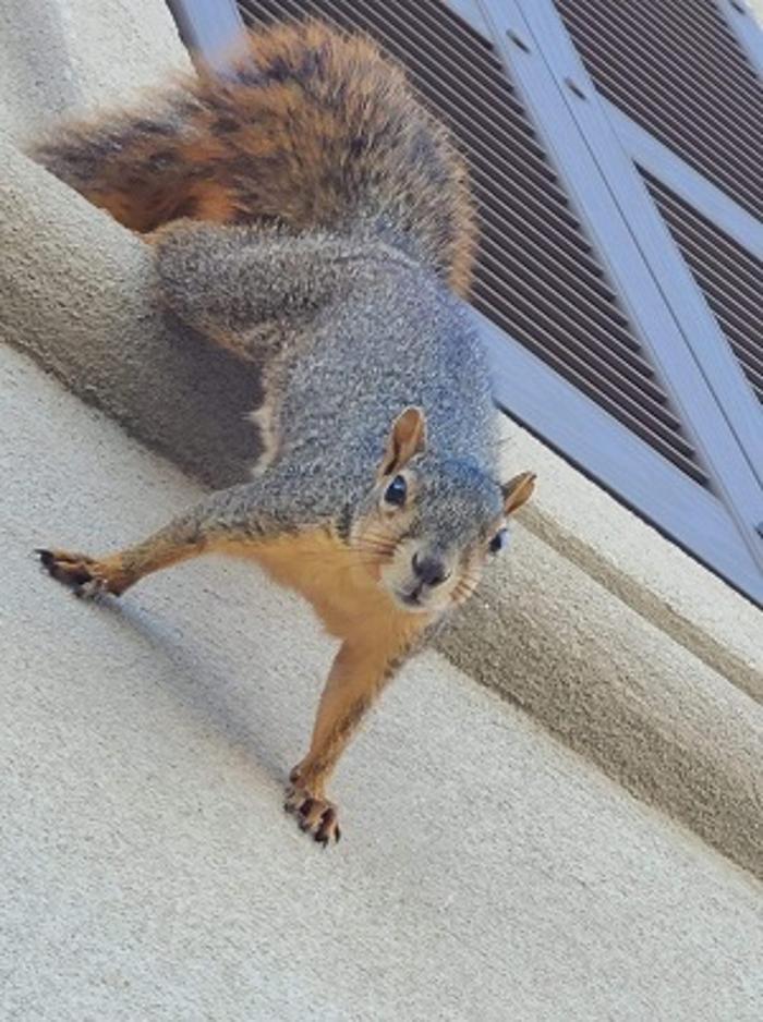 Critter Control - Baltic, CT
