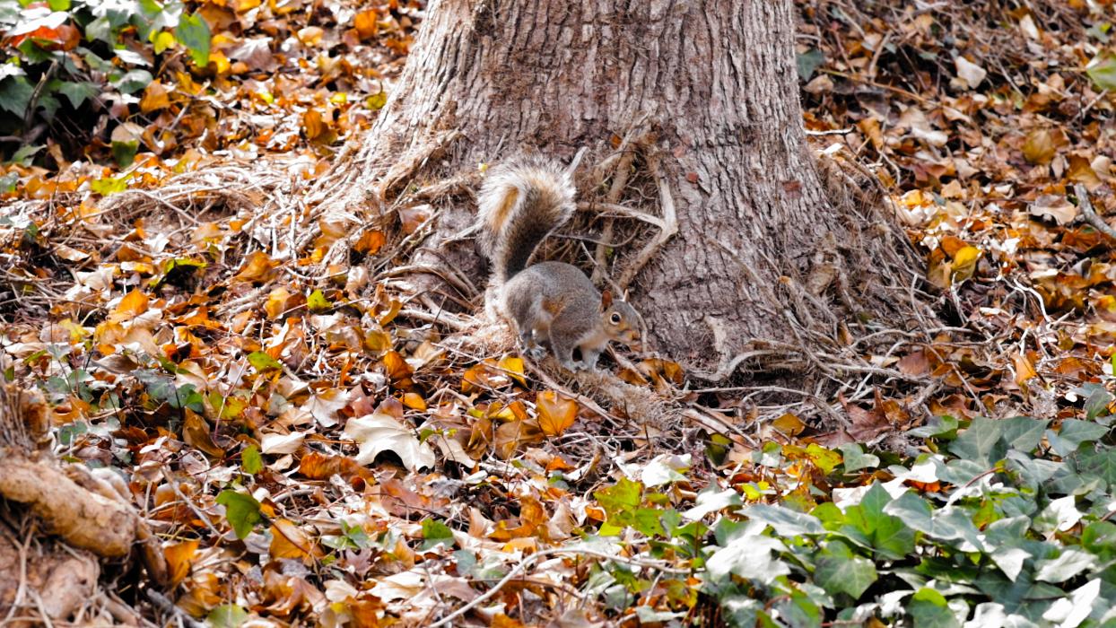 Critter Control - Baltic, CT