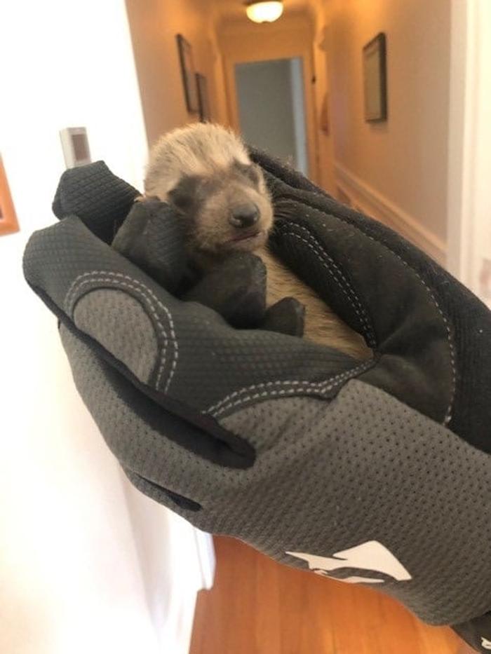 Critter Control - Baltic, CT