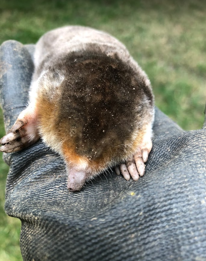 Critter Control - Bluffton, IN