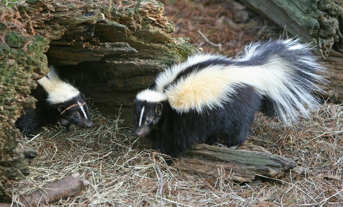 Critter Control - Bluffton, IN