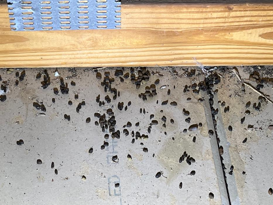 Critter Control - Tallahassee, FL