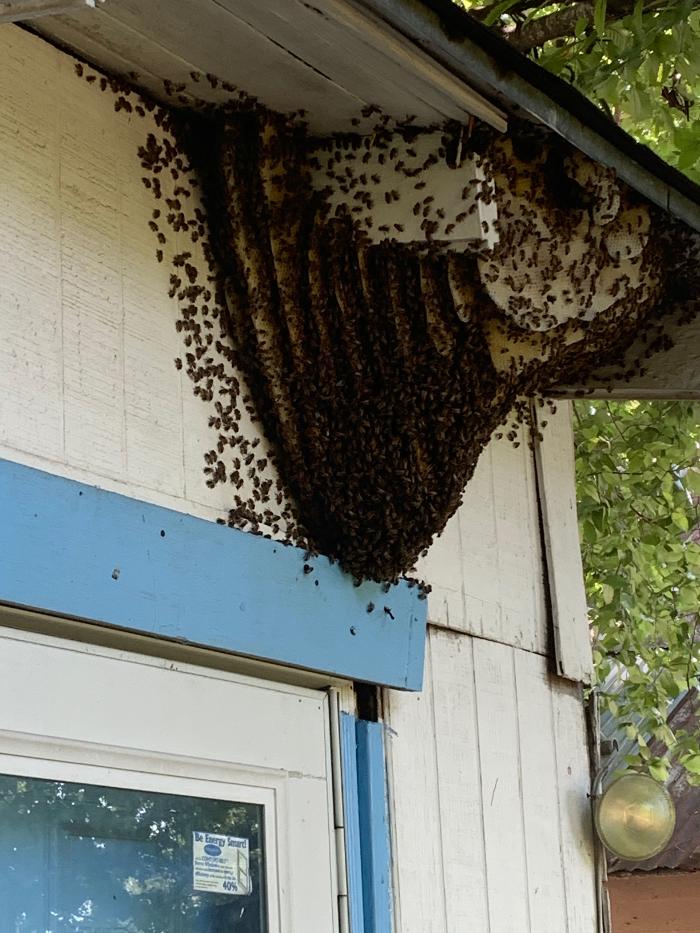 Critter Control - Tallahassee, FL