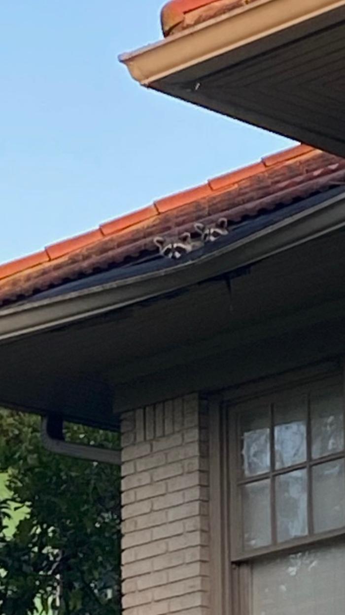 Critter Control - Tallahassee, FL