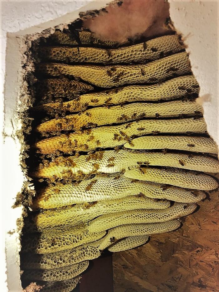 Critter Control - Tallahassee, FL