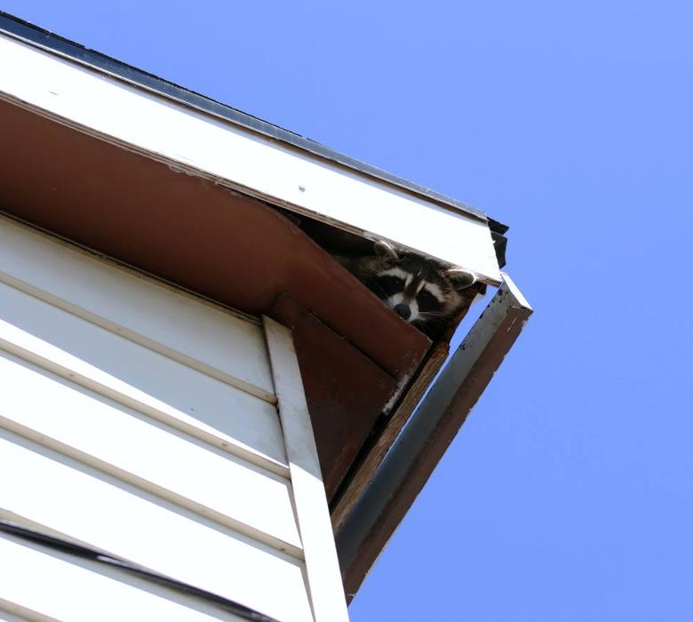 Critter Control - Tallahassee, FL
