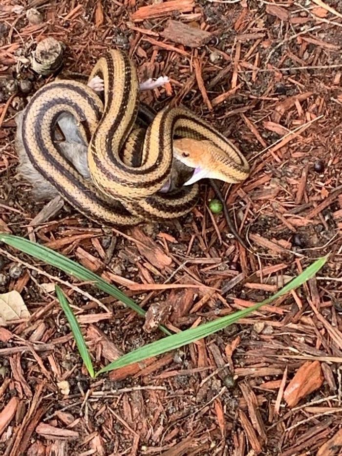 Critter Control - Tallahassee, FL