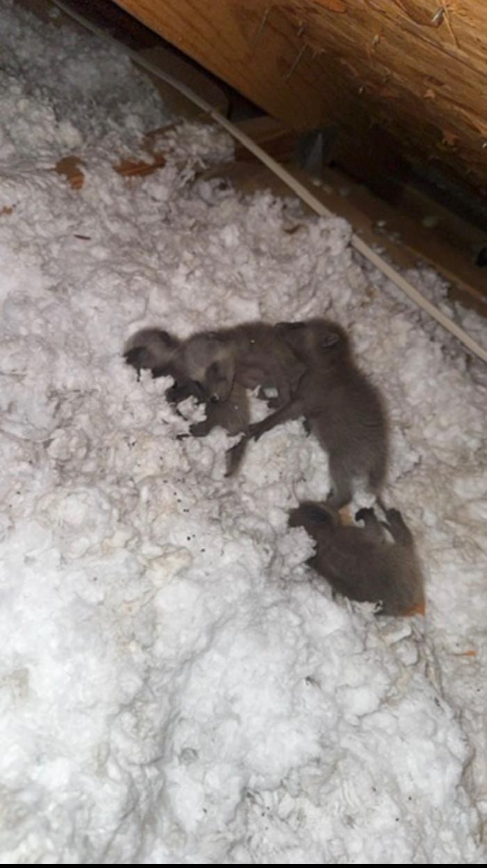 Critter Control - Tallahassee, FL